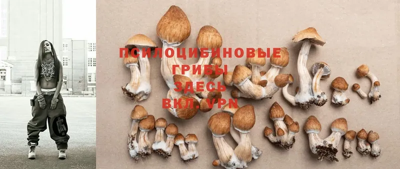 Галлюциногенные грибы Cubensis  наркота  Карачев 